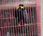 Again, NGO Insists BKSDA to Confiscate Protected Species On Sale in Medan (December 1, 2015)